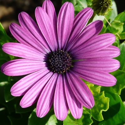 颜色鲜艳的非洲菊花朵微信头像图片