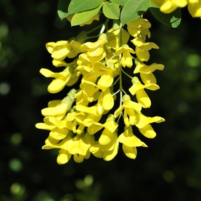 个性花团锦簇的金色金链花微信头像图片