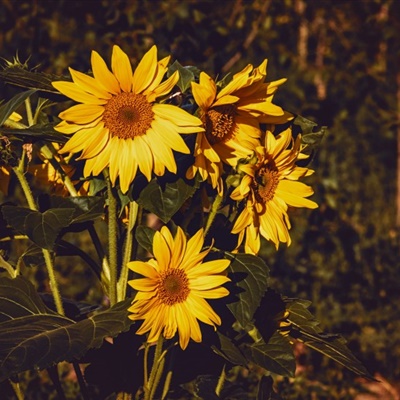 向日葵花朵头像，永远追随太阳脚步的向日葵