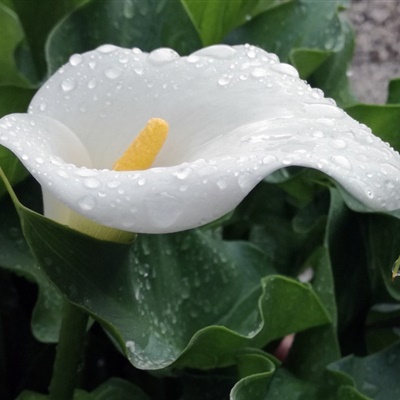 洁白花朵头像 纯洁如雪的白色马蹄莲