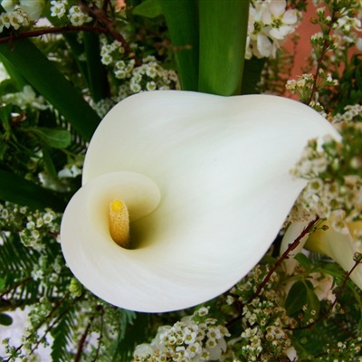 洁白花朵头像 纯洁如雪的白色马蹄莲