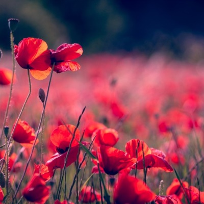 唯美漂亮的花朵头像 红色鲜艳无比的罂粟花图片