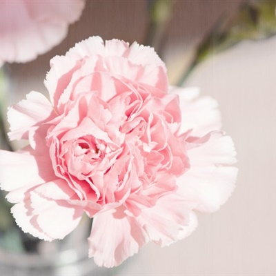 鲜花微信头像 温馨柔情的康乃馨图片