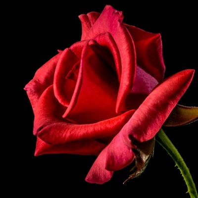 红玫瑰头像 鲜艳热情似火的红玫瑰图片