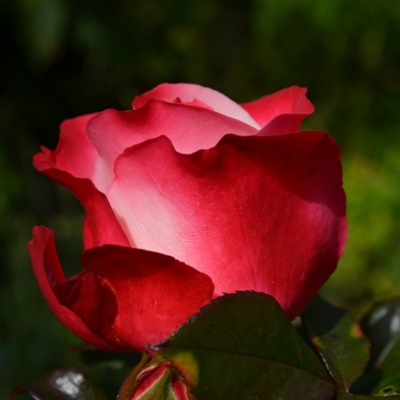 红玫瑰头像 鲜艳热情似火的红玫瑰图片