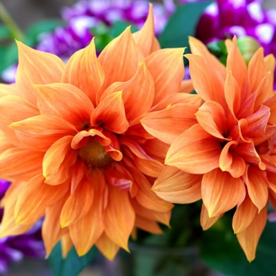 色彩瑰丽热烈开放的大丽花花朵微信头像图片