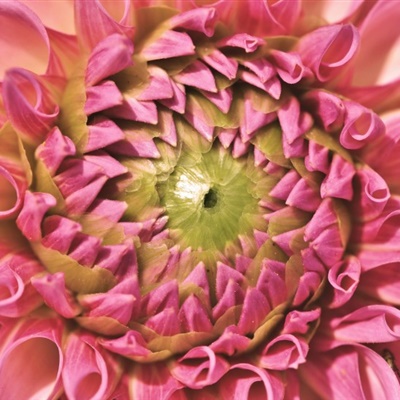 色彩瑰丽热烈开放的大丽花花朵微信头像图片
