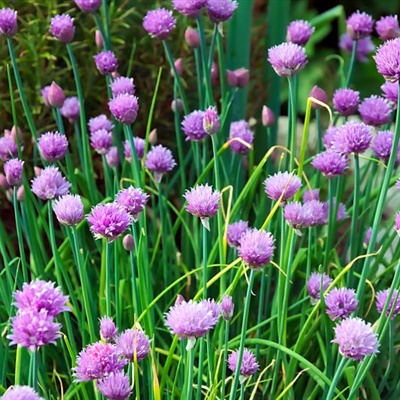 好看花微信头像图片 茂盛的紫色葱花图片