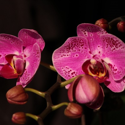 粉色花朵头像：芬芳吐艳的蝴蝶兰花图片