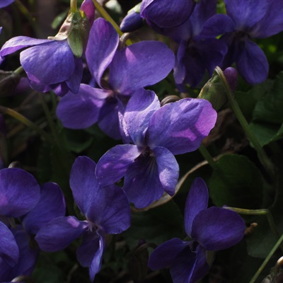 紫色花朵微信头像 盛开的紫罗兰图片