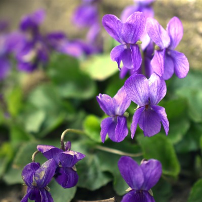 紫色花朵微信头像 盛开的紫罗兰图片