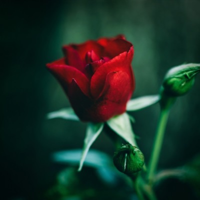 好看的红玫瑰头像 热情似火的红玫瑰图片
