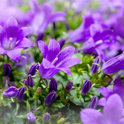 紫色花朵头像 紫色柔顺的桔梗图片