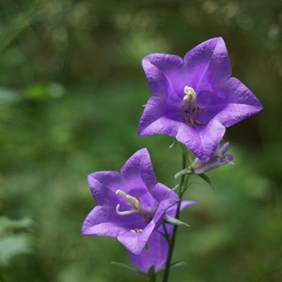 紫色花朵头像 紫色柔顺的桔梗图片