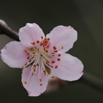 好看的桃花微信头像 枝头热烈绽放的桃花图片