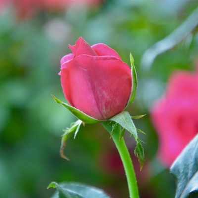 红玫瑰花微信头像 妖艳的红玫瑰花图片