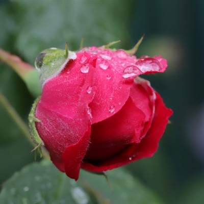红玫瑰花微信头像 妖艳的红玫瑰花图片