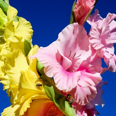 色系丰富有内涵的唐菖蒲唯美花朵微信头像图片