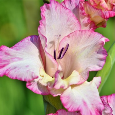 色系丰富有内涵的唐菖蒲唯美花朵微信头像图片