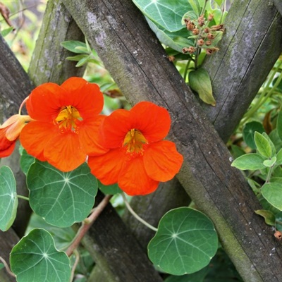 颜色亮丽的旱金莲花朵QQ微信通用头像图片
