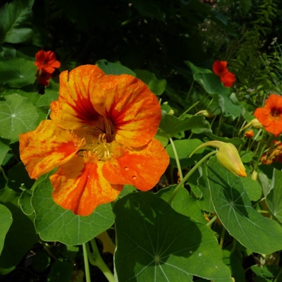 颜色亮丽的旱金莲花朵QQ微信通用头像图片