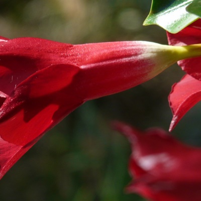 鲜艳的花朵QQ头像，红蝉花图片