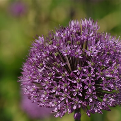 紫色花朵微信头像，清新的观赏葱图片