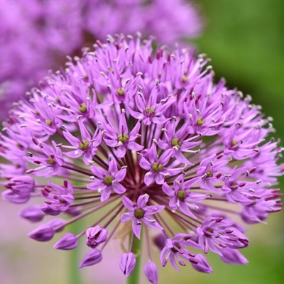 紫色花朵微信头像，清新的观赏葱图片