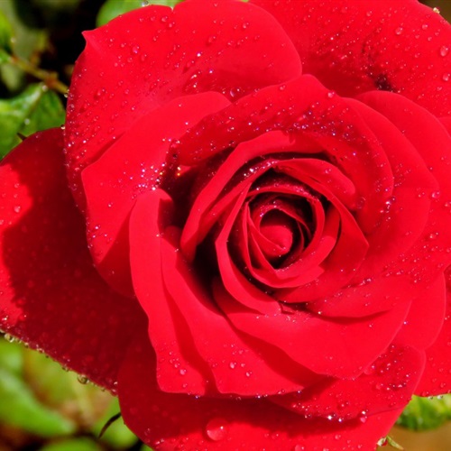 红色玫瑰花微信头像图片 高清拍摄裁剪500像素的