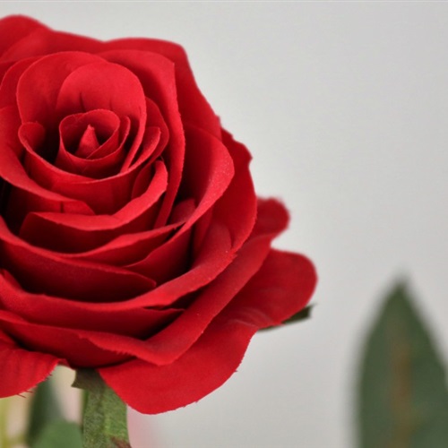 红色玫瑰花微信头像图片 高清拍摄裁剪500像素的