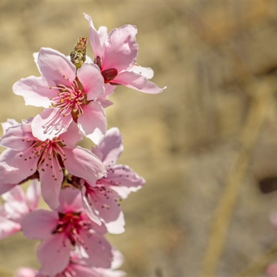 微信头像桃花高清图片 看桃花的季节快来了