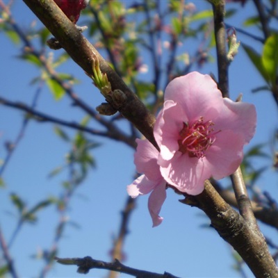 微信头像桃花高清图片 看桃花的季节快来了