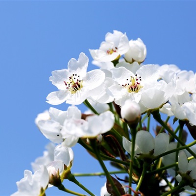 清新花朵头像纯色素雅花朵图片 清闲淡雅的梨花图片