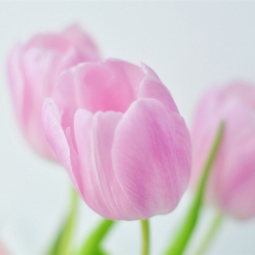 春暖花开柔美高清的花儿花朵微信头像图片来了