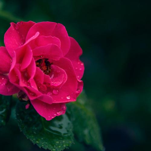 高清微信头像图片玫瑰花，红色鲜艳的玫瑰太喜欢了