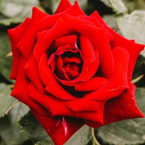 高清微信头像图片玫瑰花，红色鲜艳的玫瑰太喜欢了
