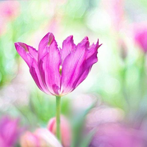 千娇百媚的郁金香图片微信头像花朵唯美好看的