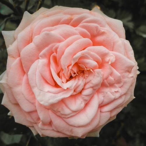 惹人怜爱的粉色玫瑰花微信头像图片大全唯美