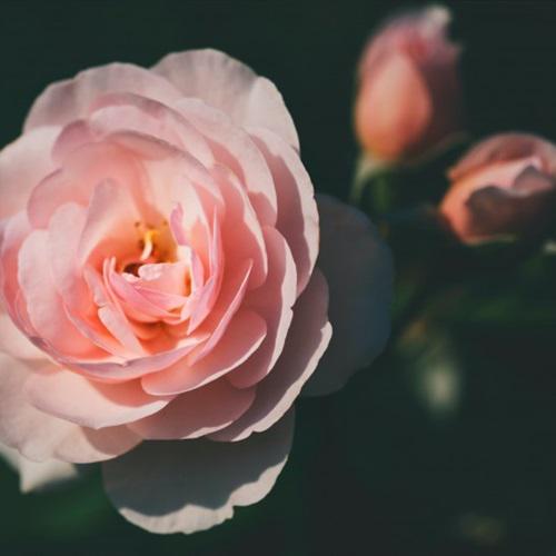 惹人怜爱的粉色玫瑰花微信头像图片大全唯美