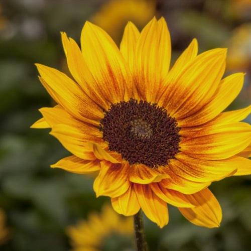 2021新版微信头像向日葵，富有生命力的花喜欢吧