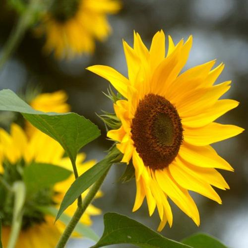 2021新版微信头像向日葵，富有生命力的花喜欢吧