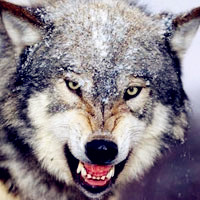 狼的头像图片,很霸气,很凶猛样子很凶狠的狼