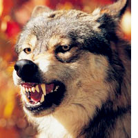 狼的头像图片,很霸气,很凶猛样子很凶狠的狼