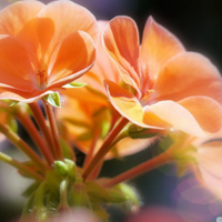 微信花朵头像,唯美高清花卉图片大全
