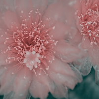 微信花朵头像,唯美高清花卉图片大全