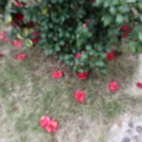 2013情人节玫瑰花朵图片大全,玫瑰花朵图片下载(头像首选)