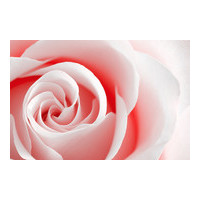 情人节玫瑰花图片大全,qq头像花朵图片情人节_附玫瑰花数目具体的含义