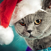 圣诞节猫咪可爱QQ头像,小猫戴圣诞帽子