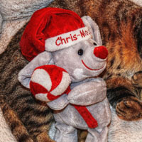 圣诞节猫咪可爱QQ头像,小猫戴圣诞帽子