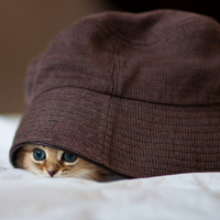 可爱的戴帽子的猫头像图片素材,这也太萌了